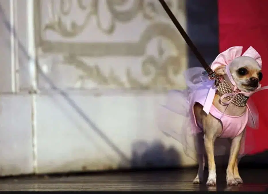 Coco Bella is dressed as a ballerina for the Times Square Dog Day Masquerade in New York
