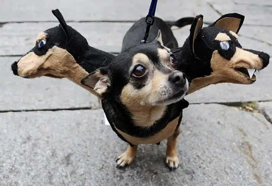 Little, best in a show at 'Howl-own, a dog costume competition for handbag dogs in Boston
