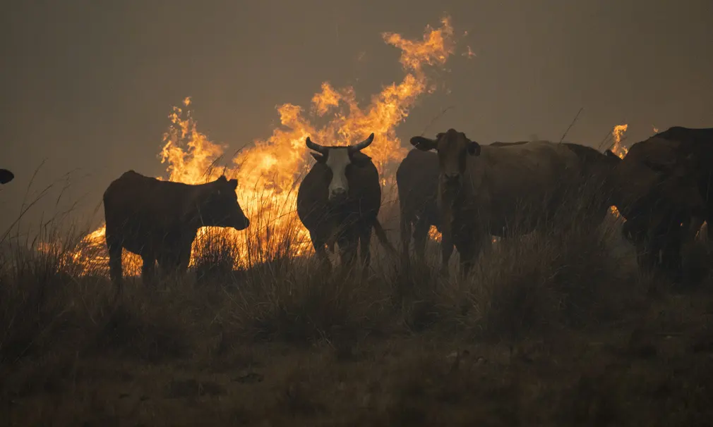 Santo Tome, Argentina
Cows gather to flee the area as fires continue to ravage the province. So far, more than half a million hectares have been burned
