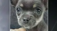 Chihuauha puppy snatched by crows