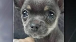 Read more about the article Chihuahua Puppy Snatched by Crows