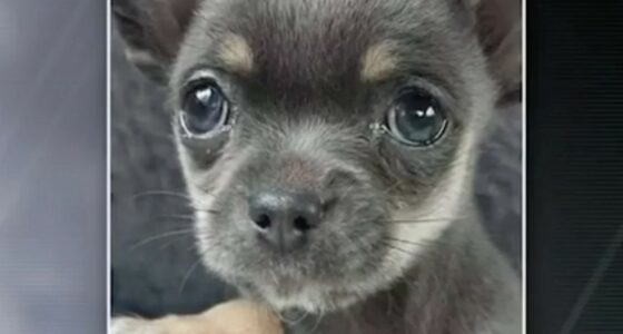 Chihuauha puppy snatched by crows