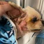 Dumped Florida Chihuahua Gravelly Ill