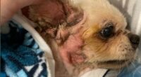 Dumped Florida Chihuahua Gravelly Ill 2 Screenshot 1 1
