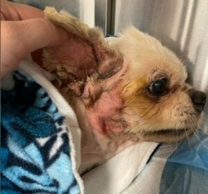 Read more about the article Dumped Florida Chihuahua Gravelly Ill