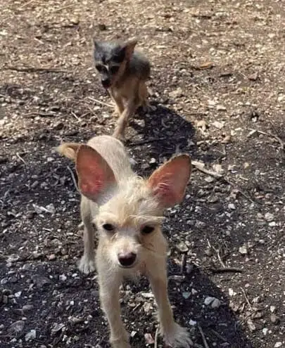 Branson Humane Society called to chihuahua rescue