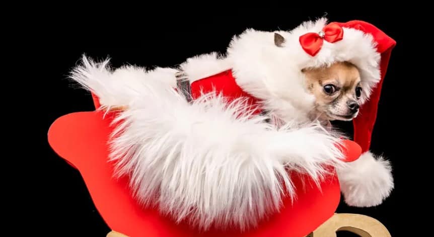 Victorian Christmas Chihuahua Pageant 1 Screenshot 1 3