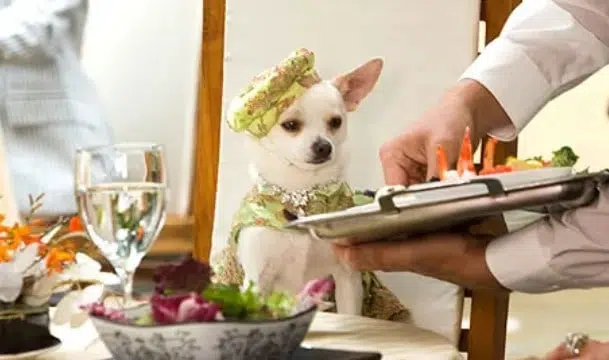 Sales of chihuahuas surged after the release of Beverly Hills Chihuahua, which follows the adventures of Chloe, a pampered pet who is dognapped