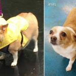 Corgi-Chihuahua Mix Lost 10 Lbs & Found a Home