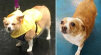 Corgi-Chihuahua Mix Lost 10 Lbs & Found a Home 2 Screenshot 14 1