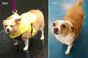 Read more about the article Corgi-Chihuahua Mix Lost 10 Lbs & Found a Home