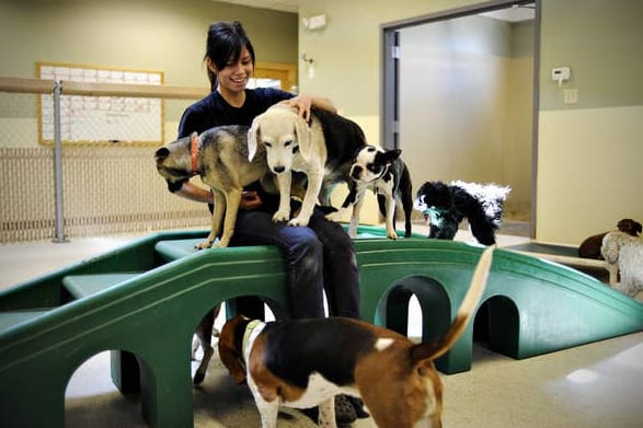 15 Signs That You're A Seasoned Dog Owner 1 Screenshot 2