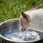 The Most Common Chihuahua Health Issues