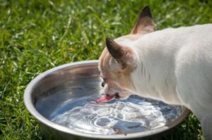 Read more about the article The Most Common Chihuahua Health Issues