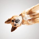 Shelter Chihuahuas from a new perspective