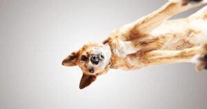 Read more about the article Shelter Chihuahuas from a new perspective