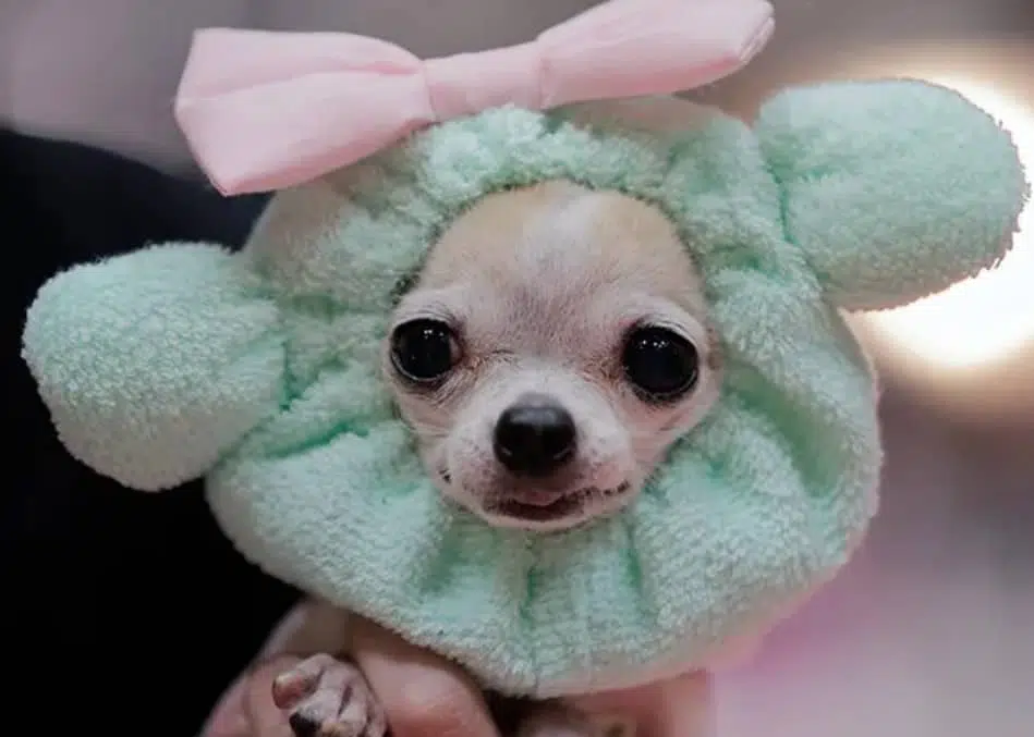 An adorable chihuahua named Grizett wears a fashion item during an event in Tokyo