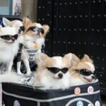 Why Japan Prefers Chihuahuas to Kids