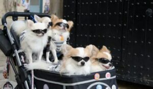 Read more about the article Why Japan Prefers Chihuahuas to Kids