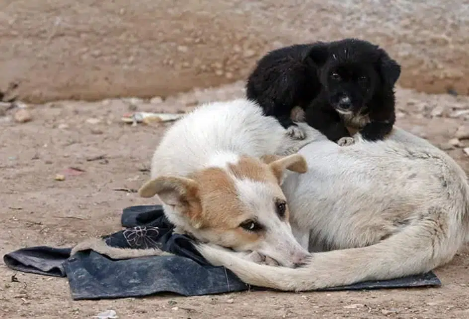 Luckily she didn't have eight! A puppy sleeps on its mother's back in the Haresta neighborhood of Damascus