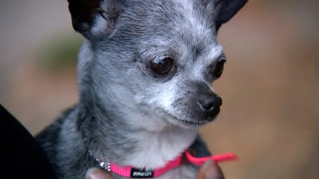 ‘Tiny’ the Chihuahua returns home after 70-mile journey from Bartow to Clearwater Beach