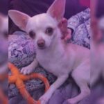 Savage Dog Attack Almost Killed Chihuahua