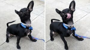 Read more about the article Chi Mix Goes Viral After Adoption Photos