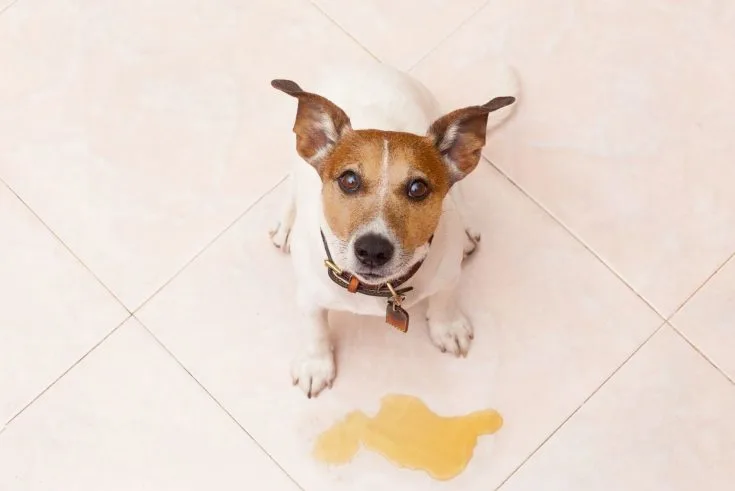 How To House Train Chi's the Easy Way 9 How To Stop Chihuahuas From Marking