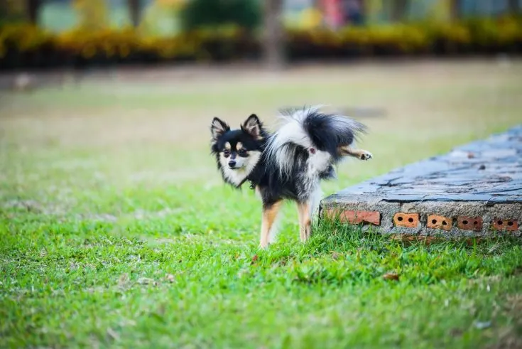 Potty Training a Chihuahua: How Long Does It Take?
