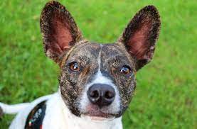 Everything About the Pitbull Chihuahua Mix 1 download