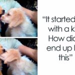 19 Relatable Chihuahua Memes