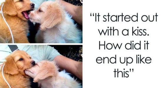 funny dogs memes dogspix cover 800