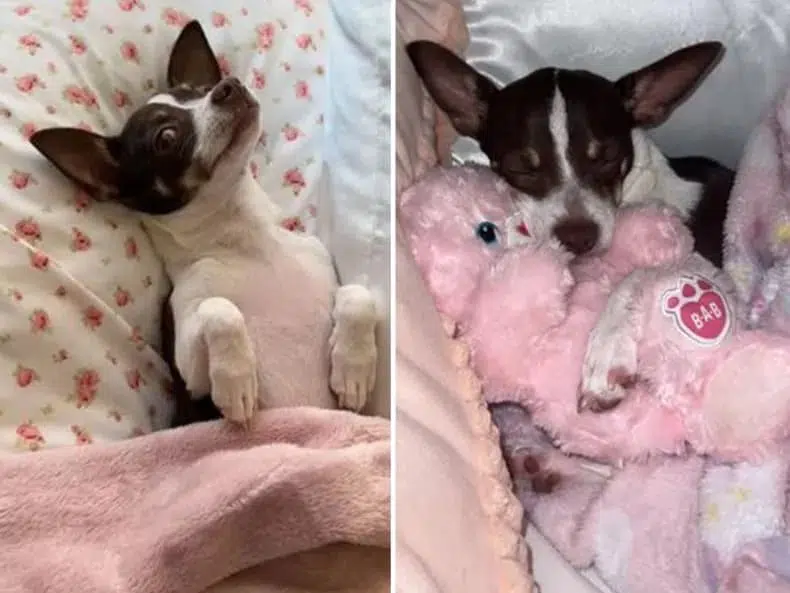 Gigi, the Chihuahua, often shares a bed with her owner.