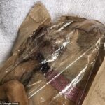 Chihuahua’s Body Found Inside a Bread Bag