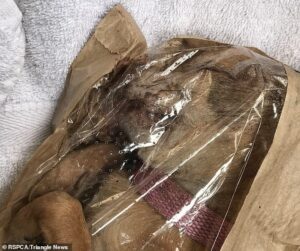 Read more about the article Chihuahua’s Body Found Inside a Bread Bag