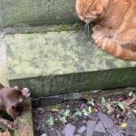 Chi wants to befriend the cat but hits him with a slip.