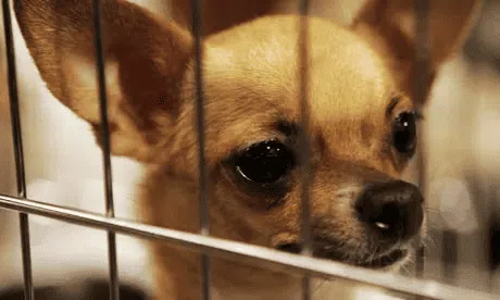 Animal rescue workers in California have noticed a surge in the number of chihuahuas taken in by shelters. They call this the Paris Hilton Syndrome.