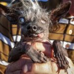 World’s Ugliest Dog is a Blind Chihuahua