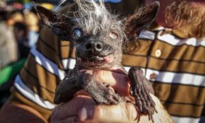 Read more about the article World’s Ugliest Dog is a Blind Chihuahua