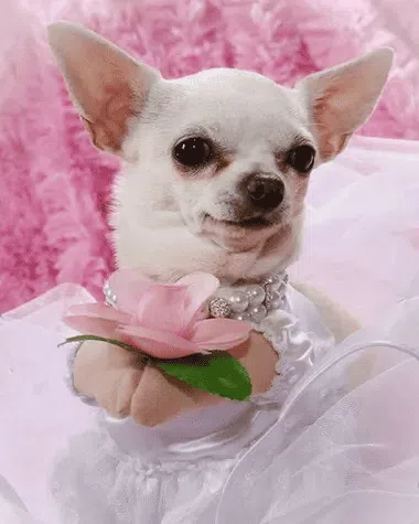 Bride be lovely … Honey the chihuahua as the ultimate posh pet.