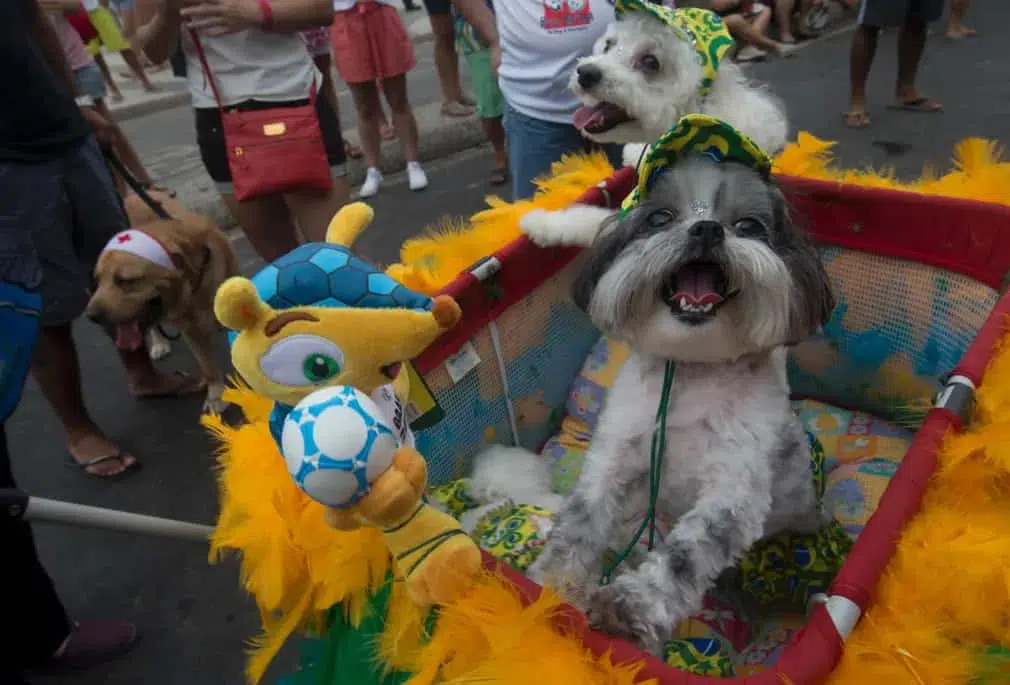 Dogs stand next to Fuleco, the official World Cup mascot.