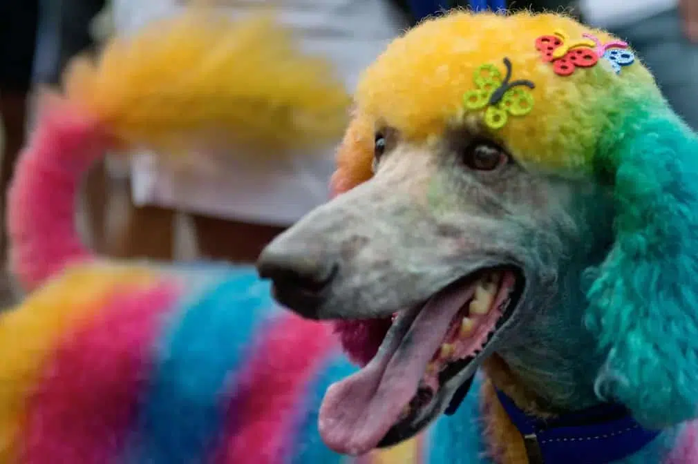 A dog with dyed hair at Copacabana Beach.