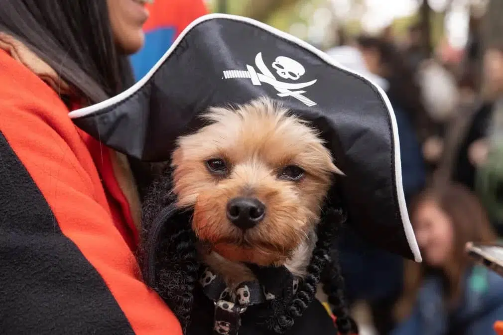 A dashing pirate on the tompkins square park halloween dog parade