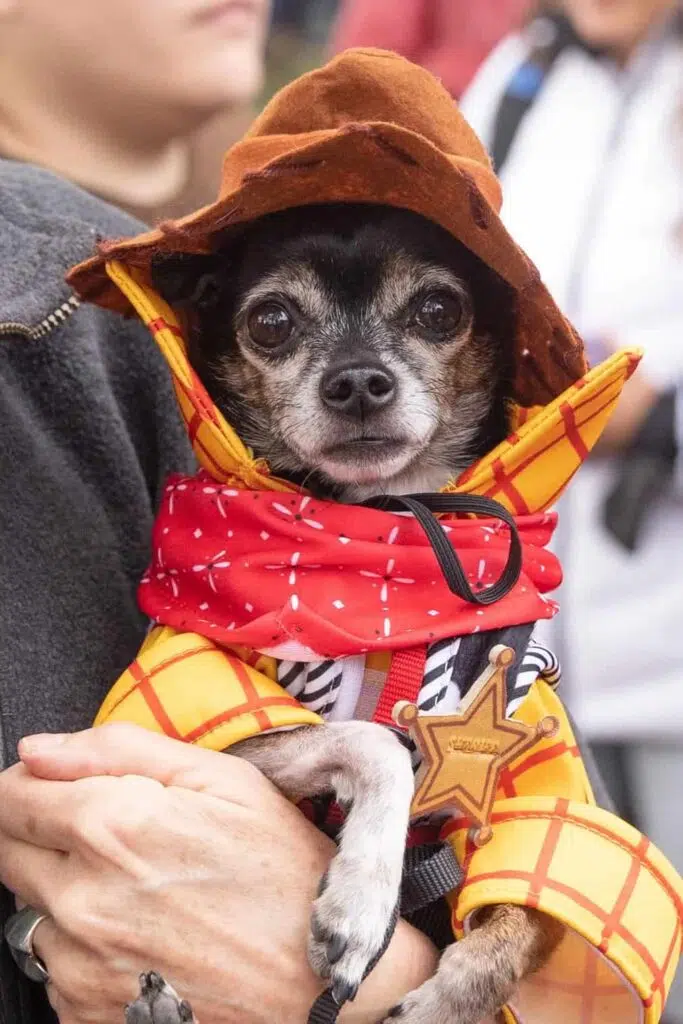 A canine Woody from Toy Story on the tompkins square park halloween dog parade
