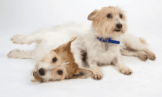 Photograph: Lucy Ray/Battersea Dogs & Cats H/PA