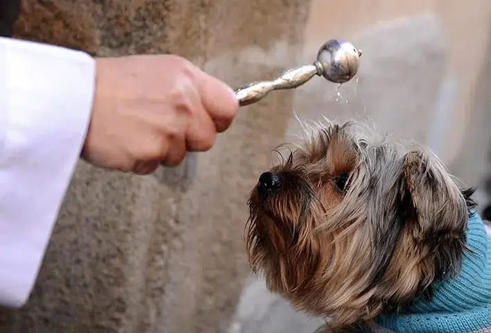 San Anton's Day Pet Blessing in Pictures 5 Another dog, wrapped up warmly, receives the holy water at San Anton church.