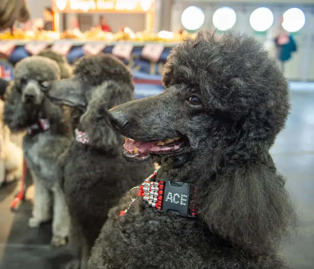 Standard poodles from the Pot Noodles team compete in the obedience contest on the dog show