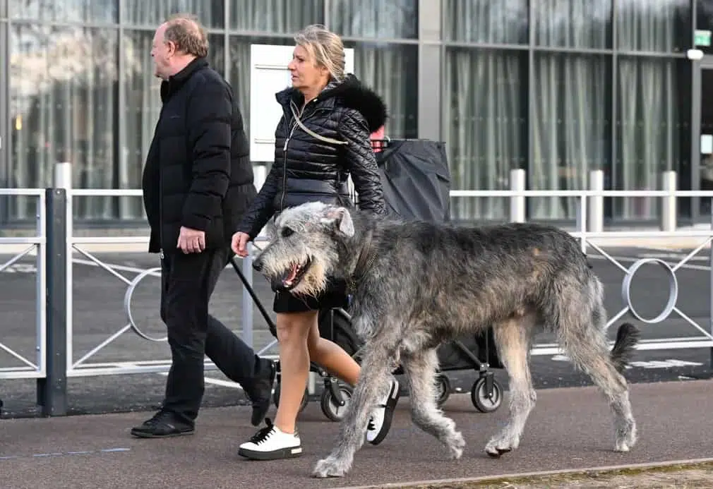 An Irish wolfhound arrives at the exhibition centre