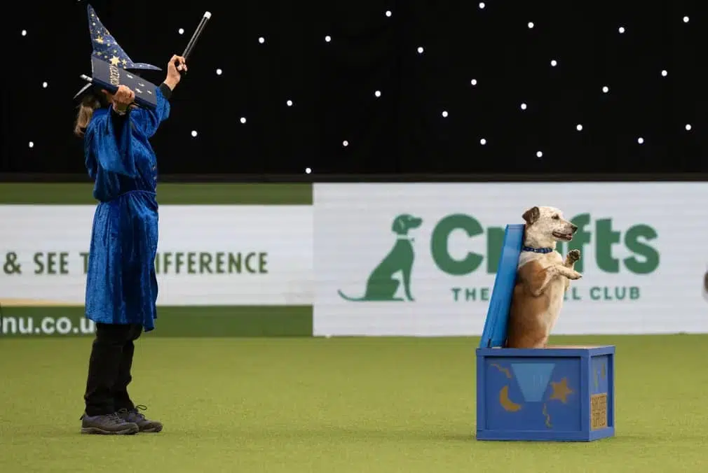 A dog jumps from a box during a magic performance in the heelwork-to-music round