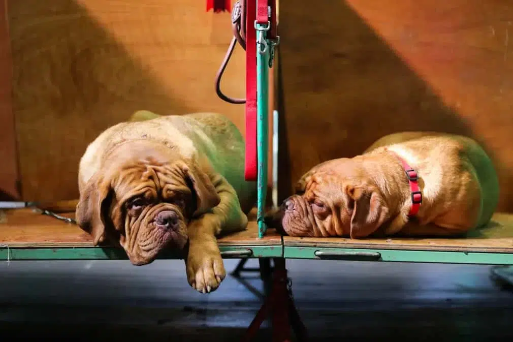 French mastiffs relax on the benches [This caption was amended on 15 March 2022 to correct an earlier reference to Bullmastiffs